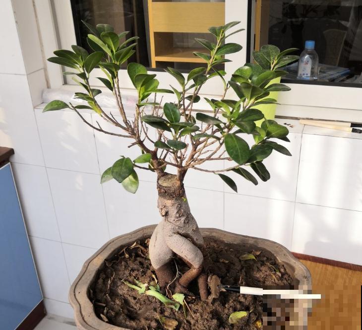 学会这4步,家里也能盆栽“高级”榕树,养殖变简单 学会这4步,家里也能盆栽“高级”榕树,养殖变简单