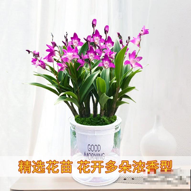 被称作活香水的文心兰，开花满屋子都是香味，越养越上瘾