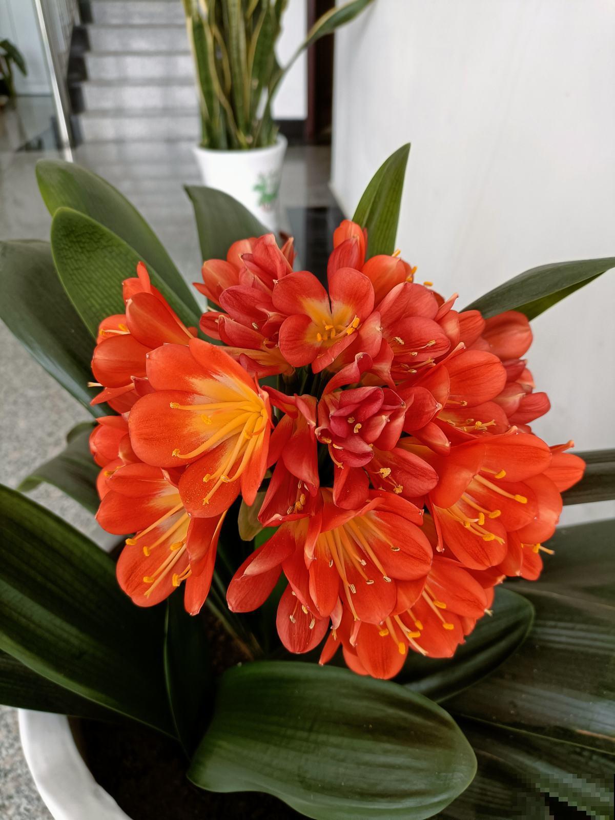 男人和女人,养花爱好大不同,看花就能看出性格 男人和女人,养花爱好大不同,看花就能看出性格