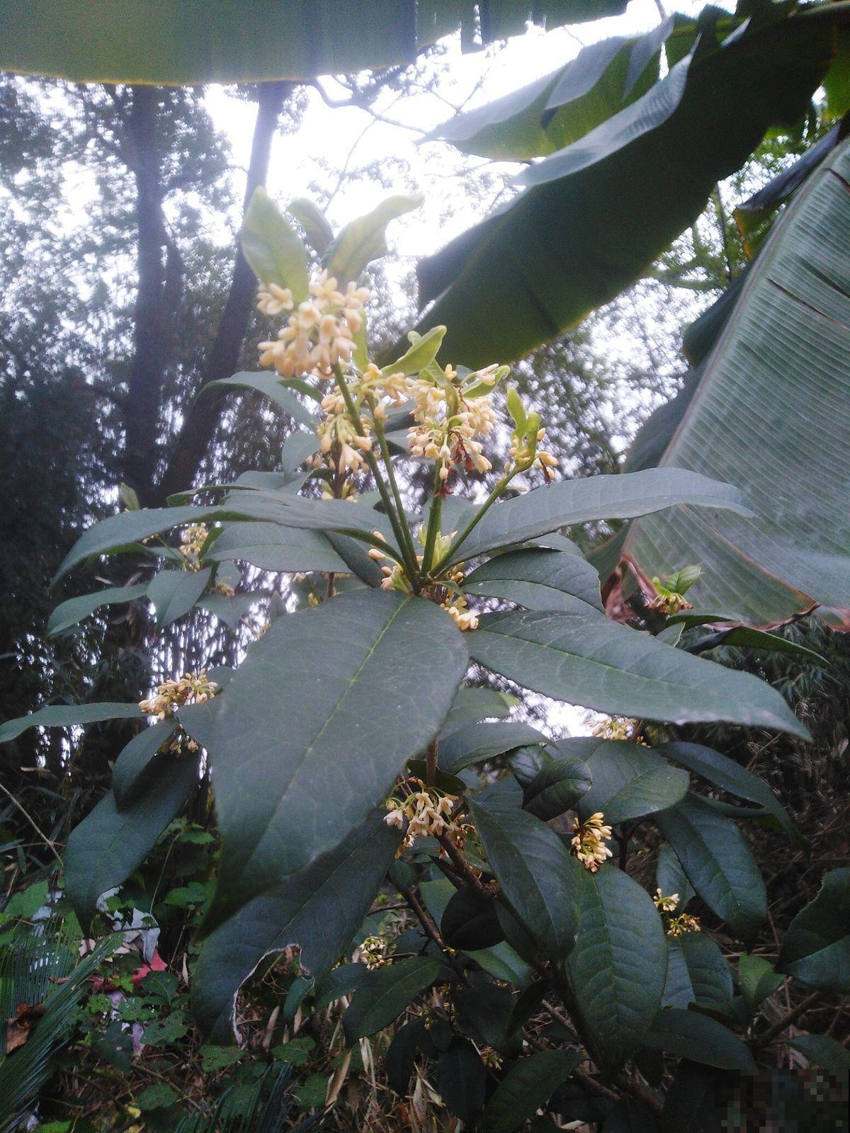 桂花香味是刻在骨子里的清甜想念，养一棵四季桂，一整年都有花香