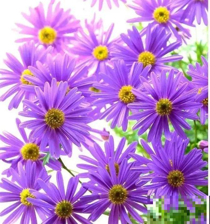 草花中的“小霸王”,耐热耐寒耐阴,开花能开大半年! 草花中的“小霸王”,耐热耐寒耐阴,开花能开大半年!