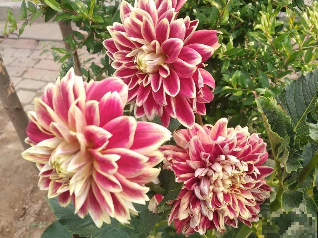 土里埋个“木头根”,开出鲜艳多彩花,花期长达半年 土里埋个“木头根”,开出鲜艳多彩花,花期长达半年