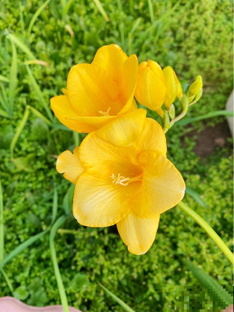 香雪兰光长叶不开花，主要是4点没做好，先端出去猛晒