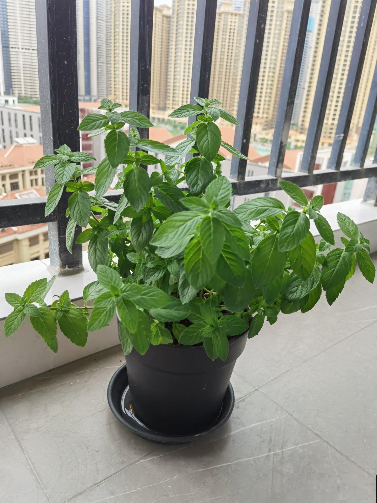 聪明人都爱养这4种“健康花”,可以净化空气,还能让心情愉悦 聪明人都爱养这4种“健康花”,可以净化空气,还能让心情愉悦