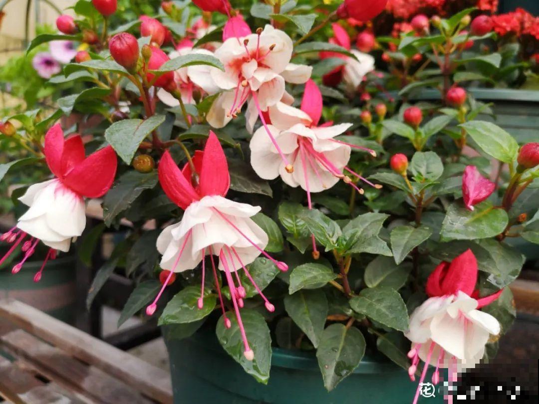 9种花不能暴晒，晒得越多花越不好，找阴凉地养