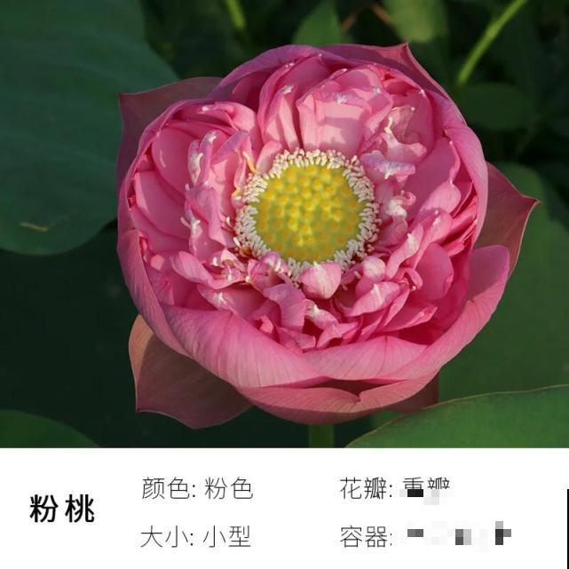 碗里就能种的荷花，1节藕种土里，初夏就开花