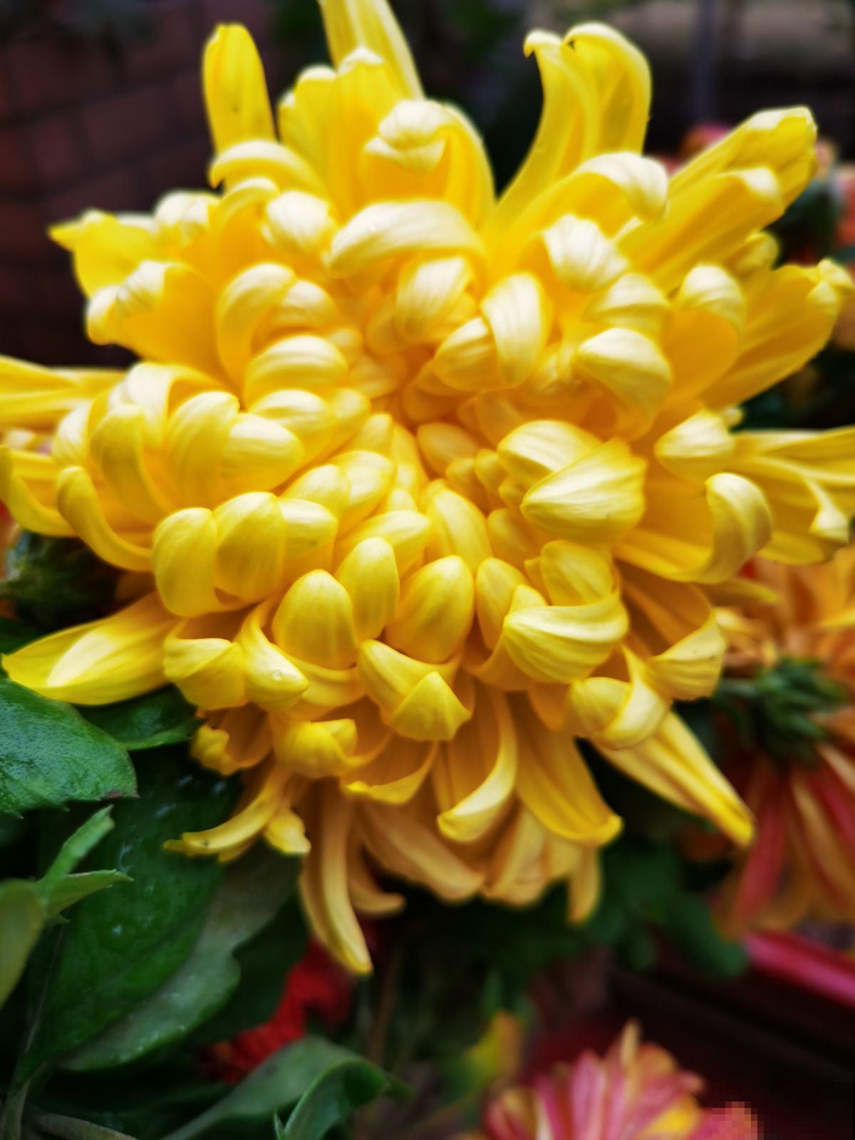 老话说“花草三不送，送了变仇人”，一不小心得罪人，可要注意了