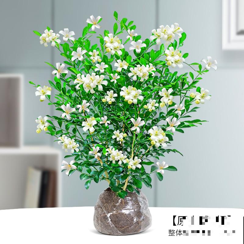 九里香在家养殖,记住这5点,开花好看 九里香在家养殖,记住这5点,开花好看