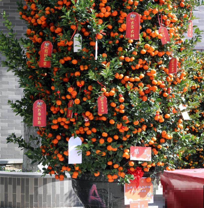 花68888元买棵桔子树，新年沾满“桔气”，来年“大吉大利”！