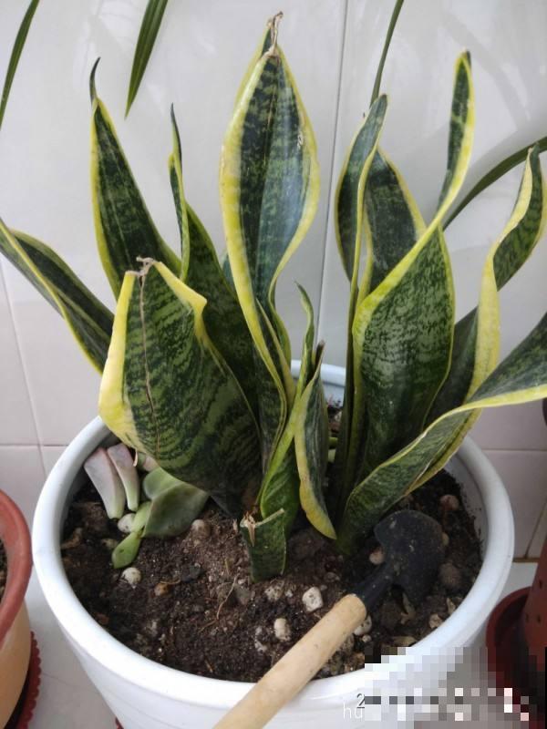 虎皮兰春天反而养“烂”了,解决根部问题很重要,呼呼窜出小钢芽 虎皮兰春天反而养“烂”了,解决根部问题很重要,呼呼窜出小钢芽