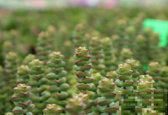 养殖多肉钱串，注意这6点，养的肥嘟嘟