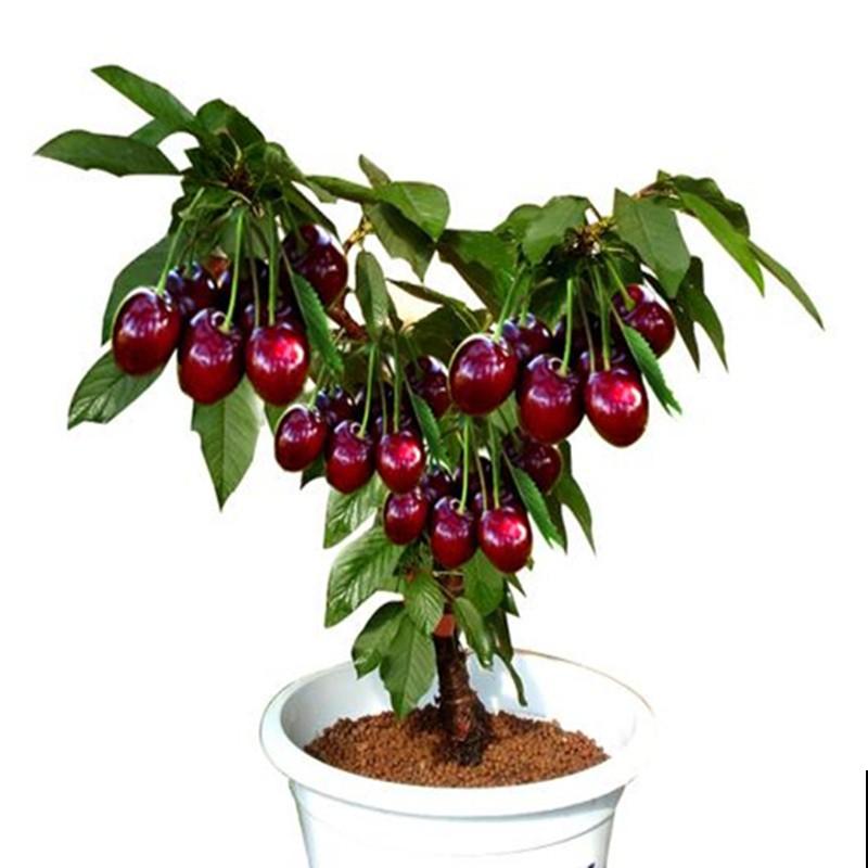樱桃盆栽，记住这4点，养护很简单