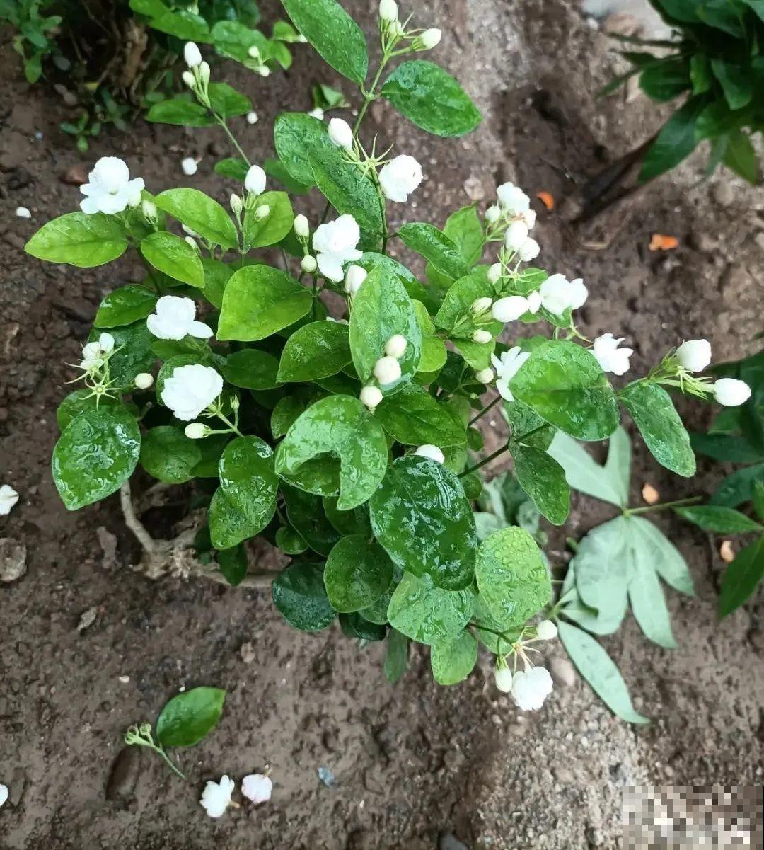 家里的花别乱放，放错地方，容易把花养死！