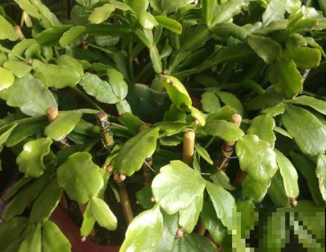 仙人指要想养开花,记住这4点,有利于开花 仙人指要想养开花,记住这4点,有利于开花