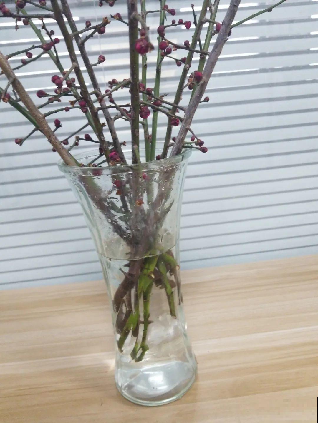 1种花剪几根枝,插水里3天就开花,迎春报喜,花香四溢 1种花剪几根枝,插水里3天就开花,迎春报喜,花香四溢