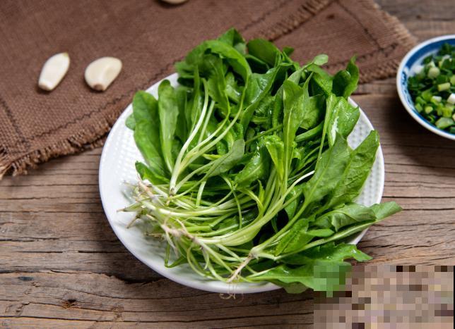 荠菜种子催芽简单，这3种催芽方法，学会了很轻松