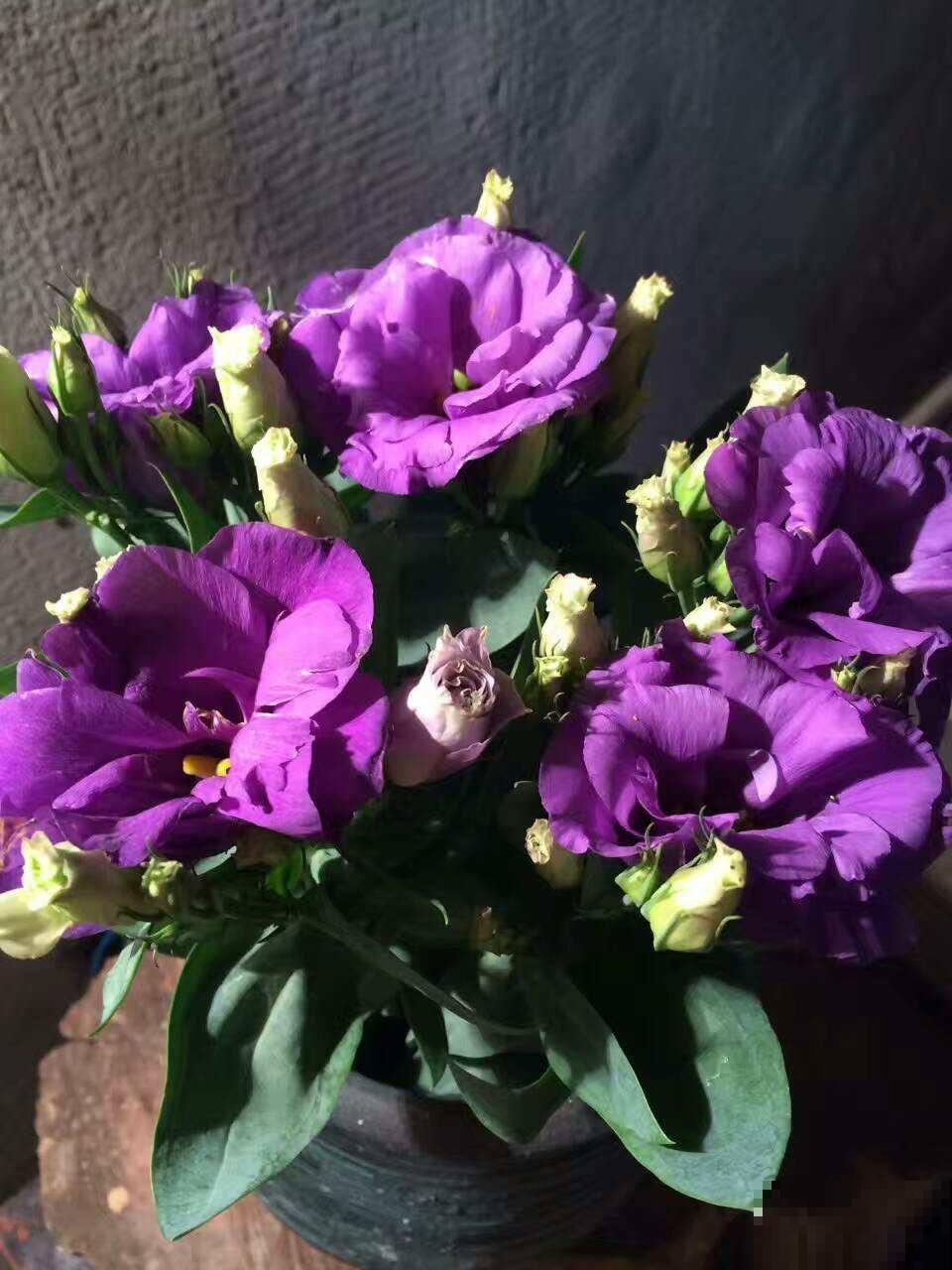 春天来了,推荐6种适合阳台养的盆栽花,开花爆盆花期长 春天来了,推荐6种适合阳台养的盆栽花,开花爆盆花期长