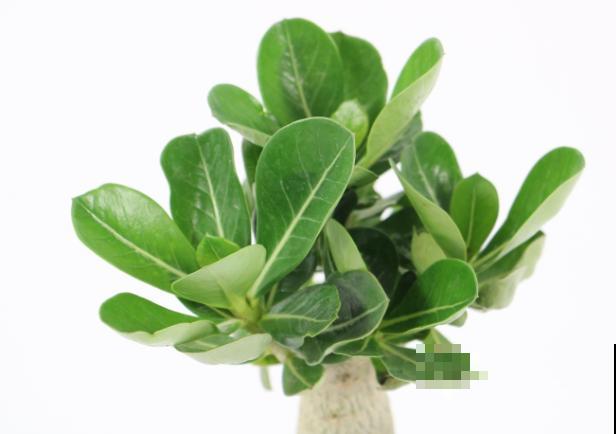 沙漠玫瑰黄叶，处理记住这4点，还有救