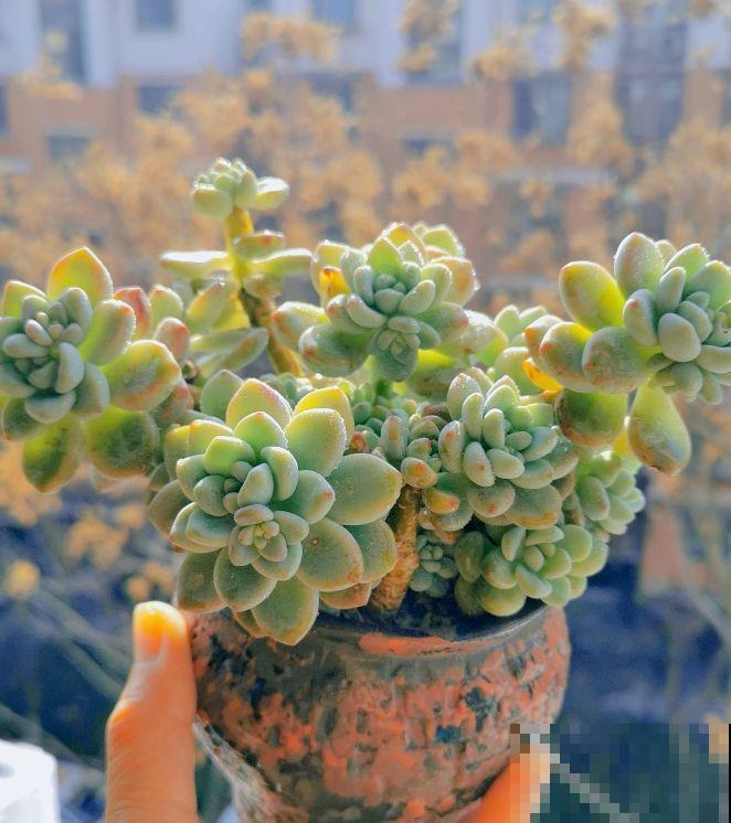 家里的多肉难养活，看看云南的多肉，不愧是“多肉天堂”