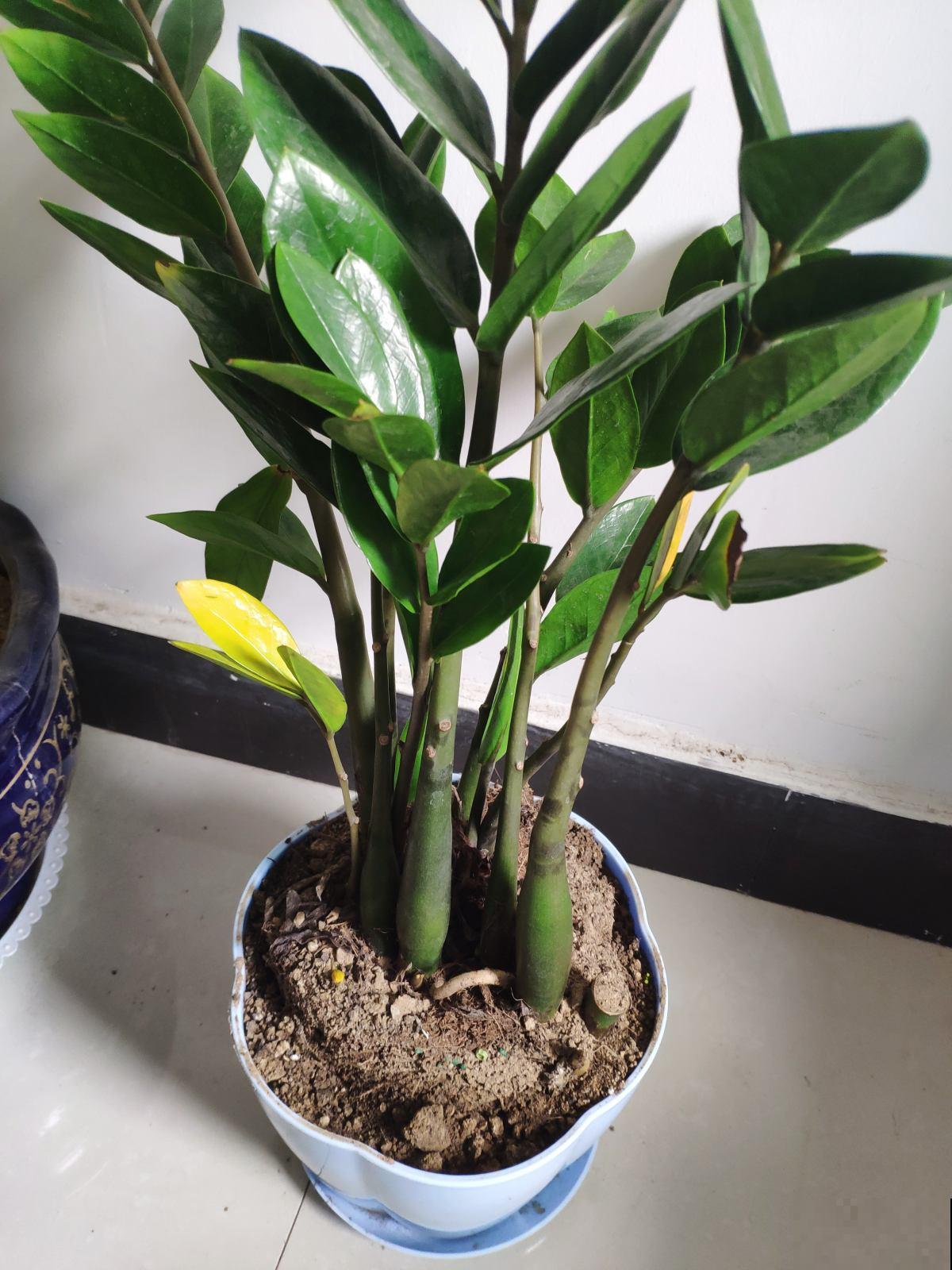 4种花自带财运，春天换换盆，长势更旺盛