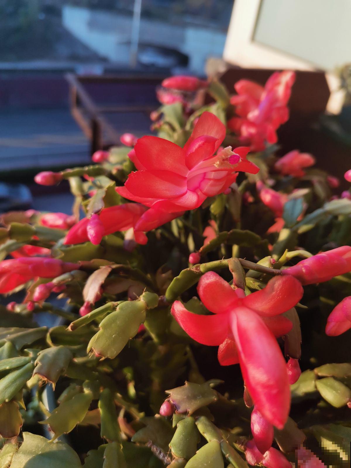 4种带“兰”字的花,过年遭哄抢,搬回家却变“一次性”,值吗 4种带“兰”字的花,过年遭哄抢,搬回家却变“一次性”,值吗