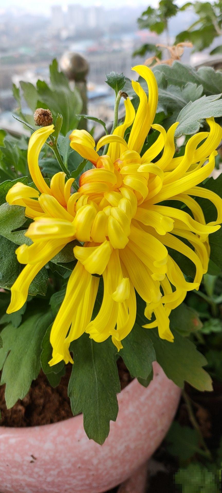 一种花很有名，但婆婆不让我养，只因为不吉利