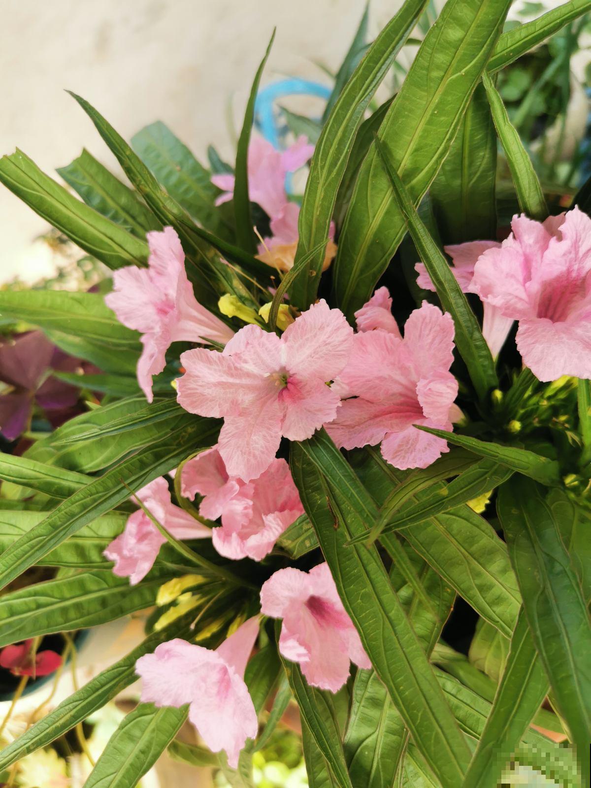 不怕晒的6种花，不用遮阴，暴晒开花更旺