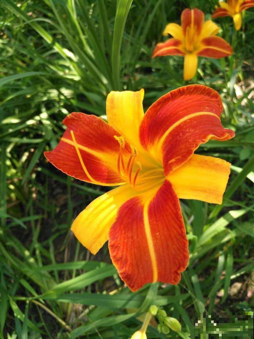 按色系分类的搭配技巧，庭院养花最受用