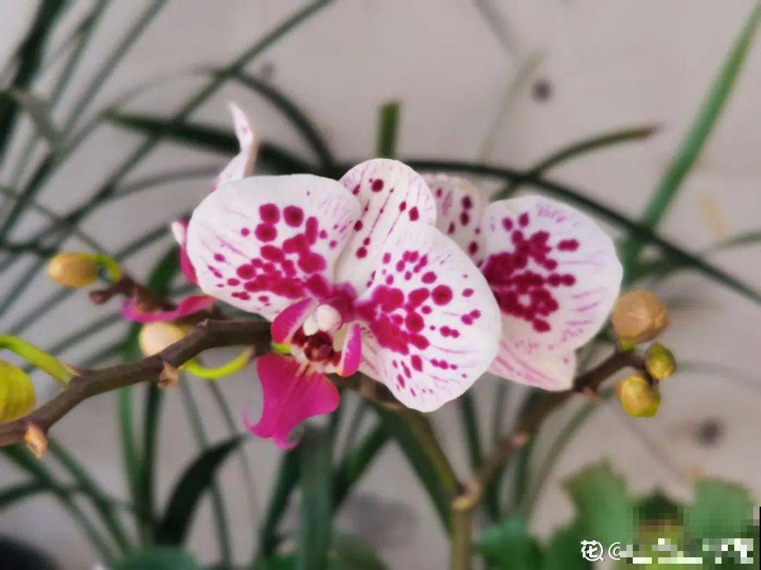 9种花是“一次性”，年前买、年后扔，不心疼钱吗？