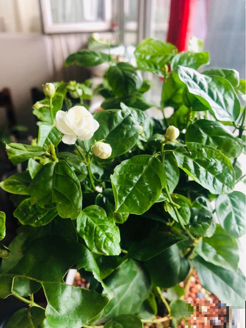 现在养茉莉,最怕换盆施肥,不注意养护难开花 现在养茉莉,最怕换盆施肥,不注意养护难开花