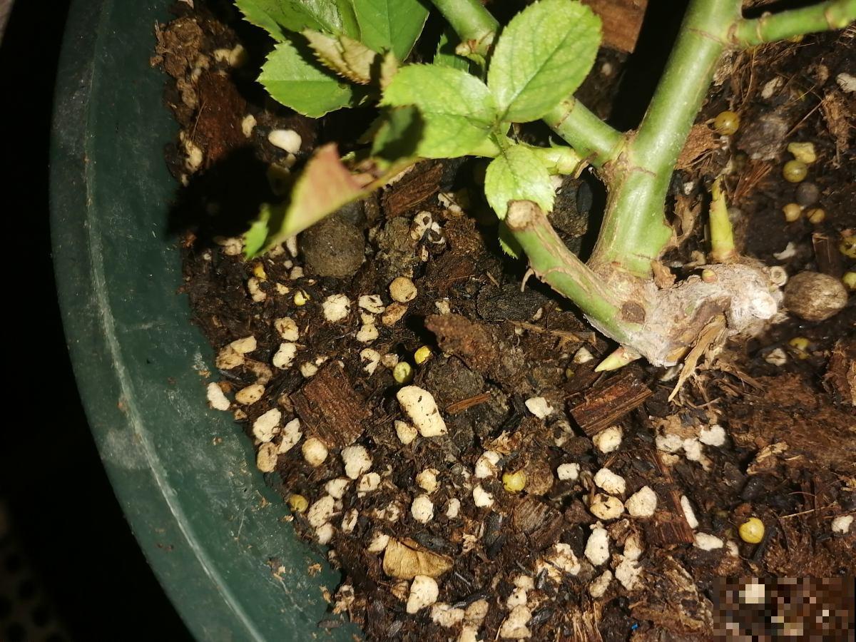 羊粪松土鸡粪上劲，养花要记住的口诀，记住了你也能养好花