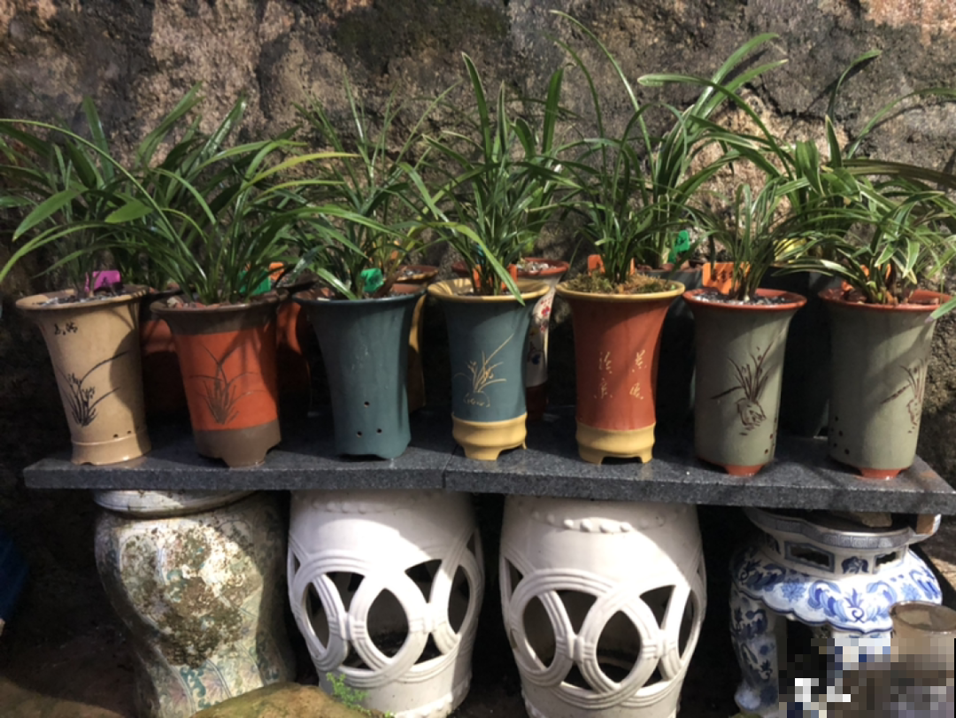 3个症状，说明花缺肥了，赶快补上，下个月大爆花