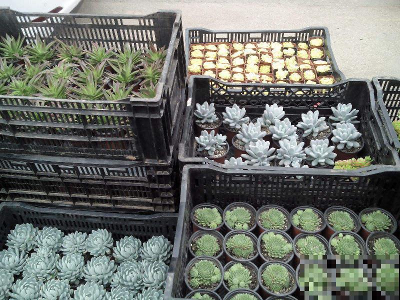 经常逛花市,4个省钱经验分享给大家,可要记好了 经常逛花市,4个省钱经验分享给大家,可要记好了