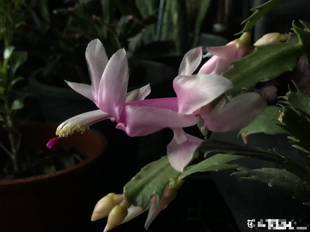 9种花不能暴晒，晒得越多花越不好，找阴凉地养