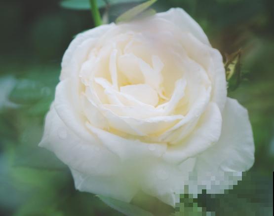 玫瑰花垂头，不要急，注意这4步就能恢复