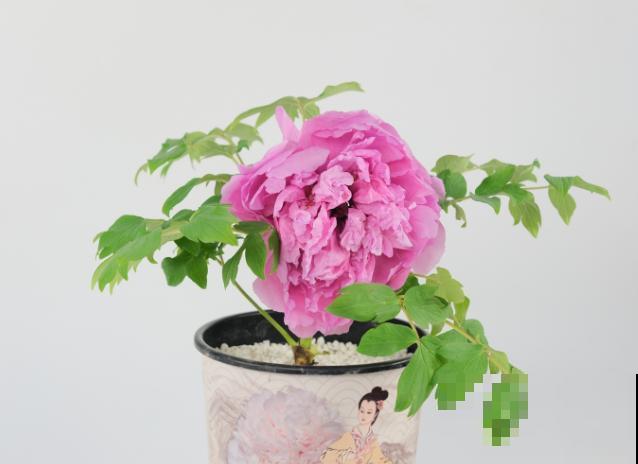 春天抓紧牡丹小尾巴，掌握4要点种盆栽，还能赶上开花！