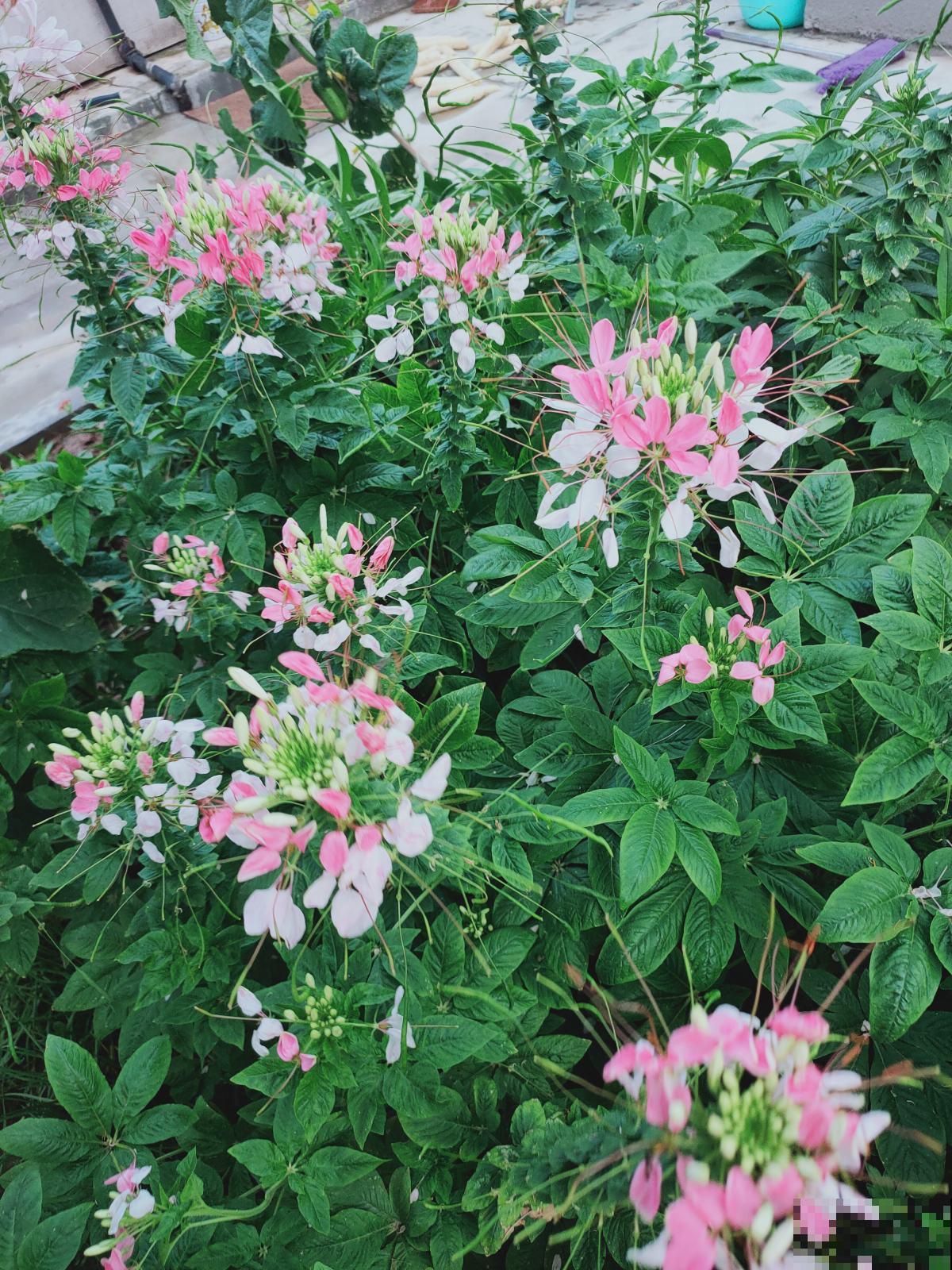 团团圆圆开满花,就看这3种,喜庆氛围拉满 团团圆圆开满花,就看这3种,喜庆氛围拉满