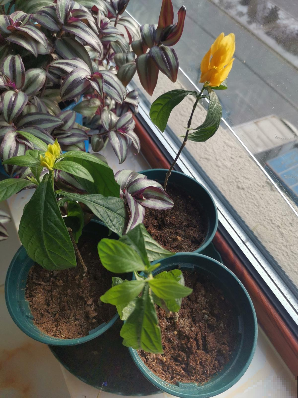 扦插一直不生根，1张卫生纸就搞定，呼呼冒出“狗牙根”