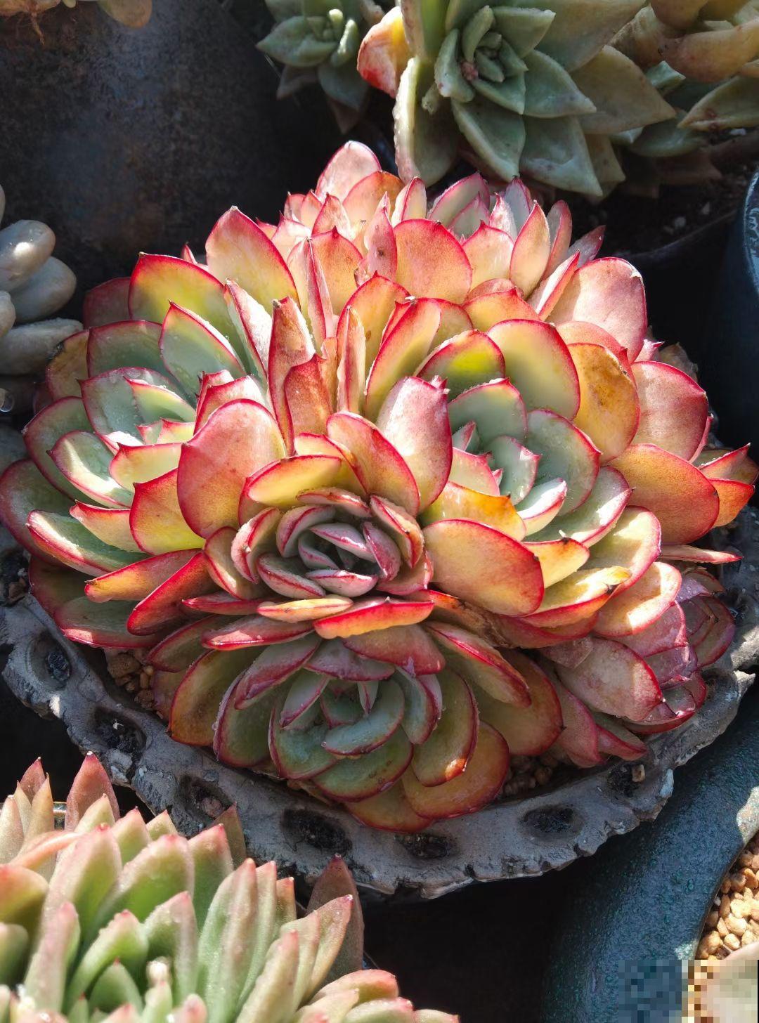 15种养人植物，养在家里身心舒畅，你养过几种