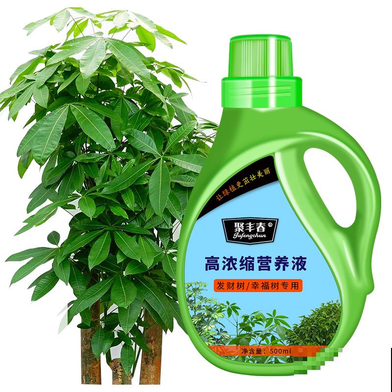 这两种发财树要想区分开，记住这2点，很容易区分