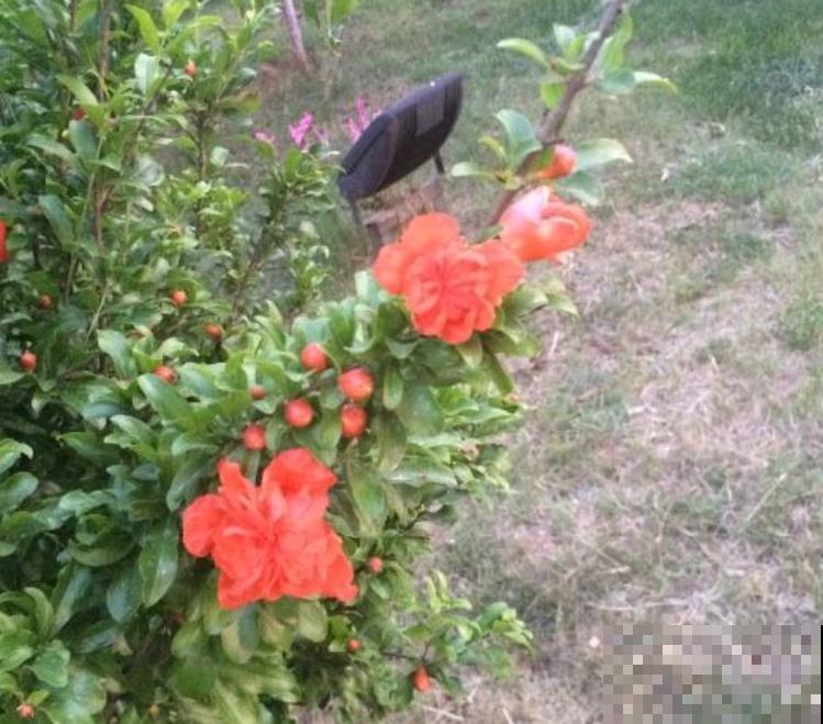 养石榴要注意4个方面，开花又红又大，喜庆又吉祥