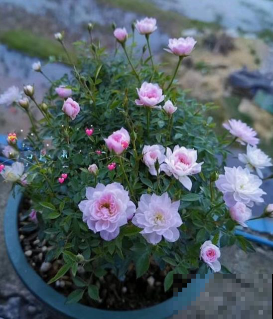 植物只长叶不开花,记住4个要点,很快开花爆盆 植物只长叶不开花,记住4个要点,很快开花爆盆