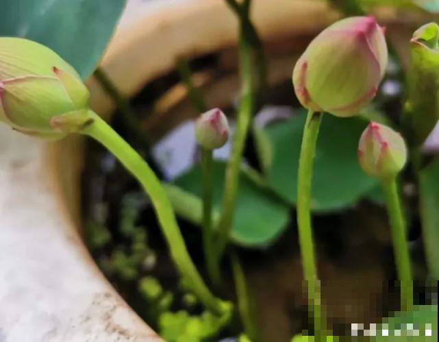 碗里就能种的荷花，1节藕种土里，初夏就开花