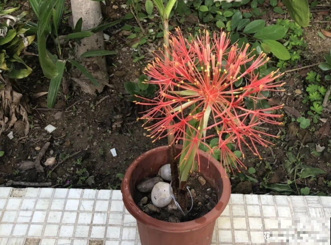 过年烟花没看够，快养这9种花，开花更美