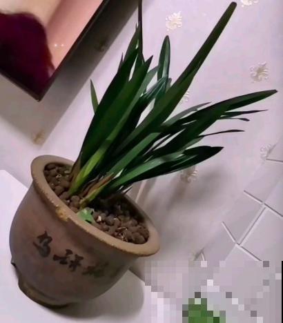 养花不能忽视花盆，选好了花长得壮，选错了花都死翘翘