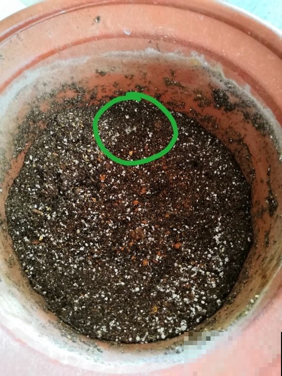 花盆里出现“白色棉絮”，发现第一时间处理，植物求救信号别忽视