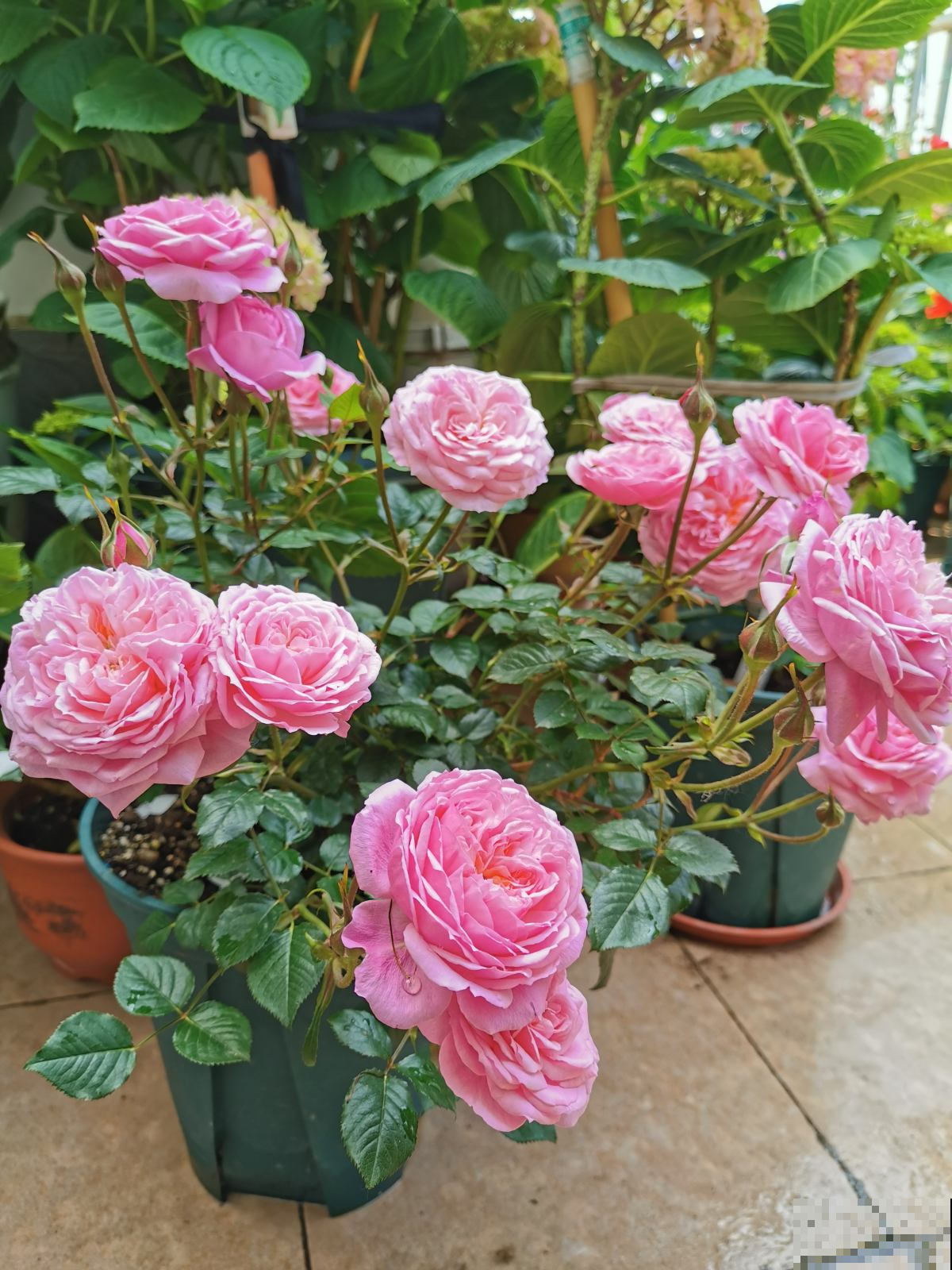 月季里的“开花机器”,养一棵就能打造花园,满院子香味 月季里的“开花机器”,养一棵就能打造花园,满院子香味