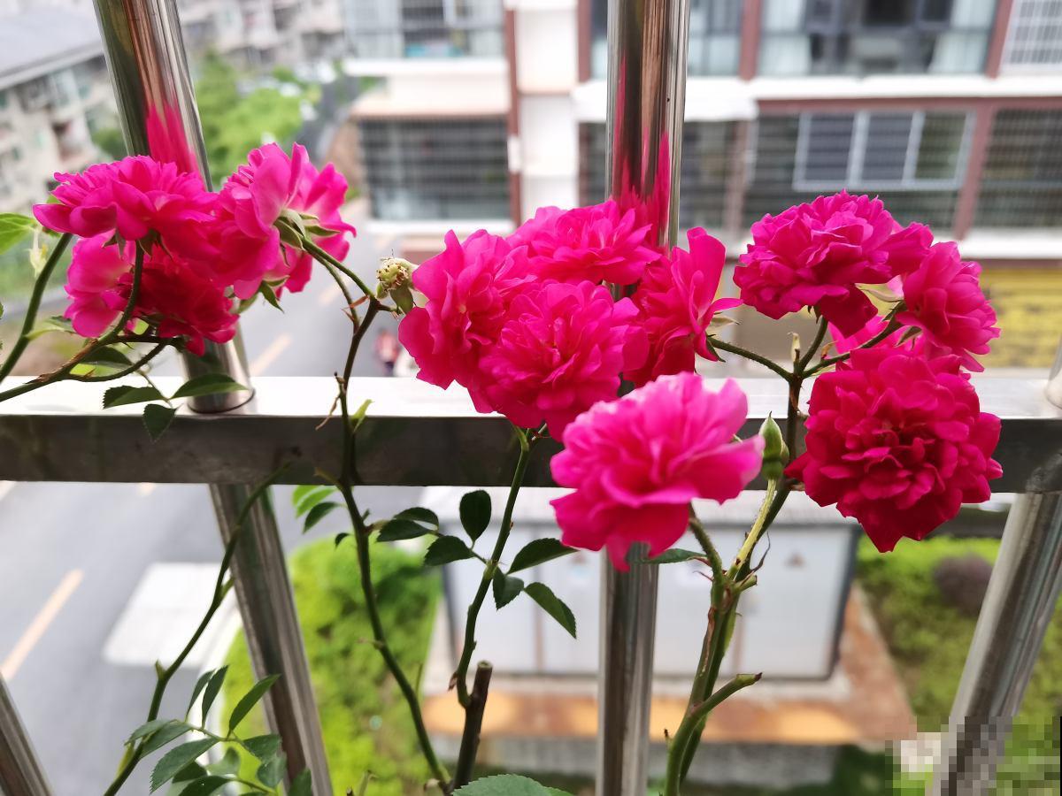 4种适合春天养的“懒人花”,越“贱养”越爆花,气质十足有格调 4种适合春天养的“懒人花”,越“贱养”越爆花,气质十足有格调