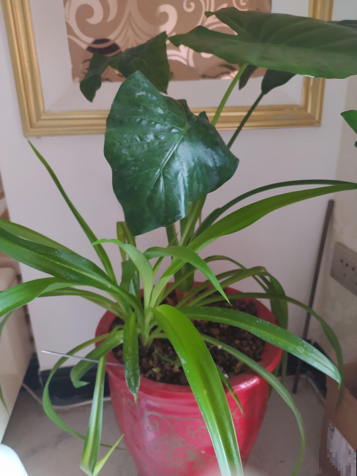 漂亮的花不是有毒就是有刺，7种不宜居家的花卉，养了赶紧搬走