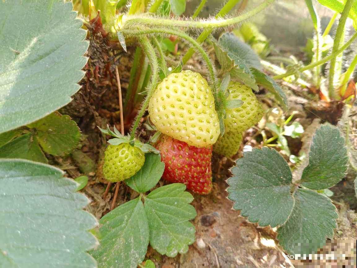 在家种草莓，只需5个步骤，省下不少草莓钱